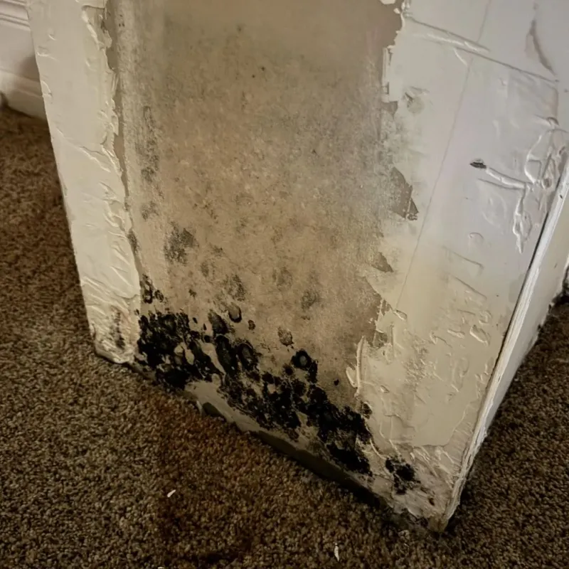 Professional Mold Removal in Nellieburg, MS